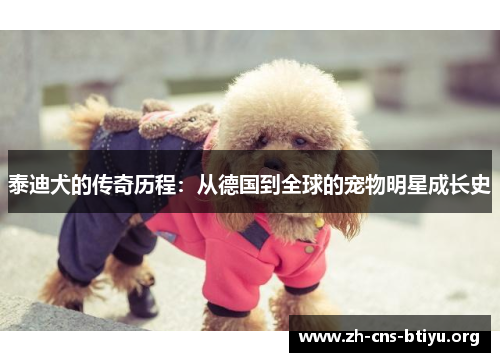 泰迪犬的传奇历程:从德国到全球的宠物明星成长史 泰迪犬的传奇历程:从德国到全球的宠物明星成长史